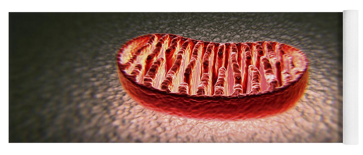 Anatomical Model Yoga Mat featuring the photograph Mitochondria Cut #1 by Science Picture Co