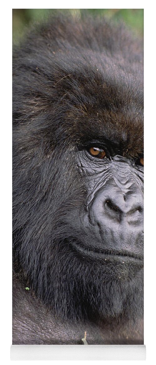 Feb0514 Yoga Mat featuring the photograph Mountain Gorilla Female Virunga Mts #1 by Gerry Ellis