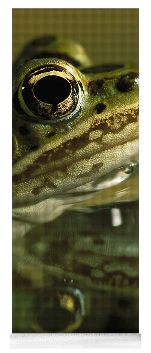 Feb0514 Yoga Mat featuring the photograph Northern Leopard Frog #1 by Heidi & Hans-Juergen Koch