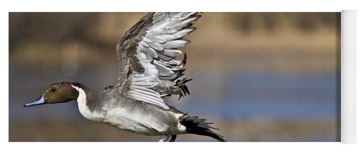 Nature Yoga Mat featuring the photograph Northern Pintail Drake Taking Off #1 by William H. Mullins