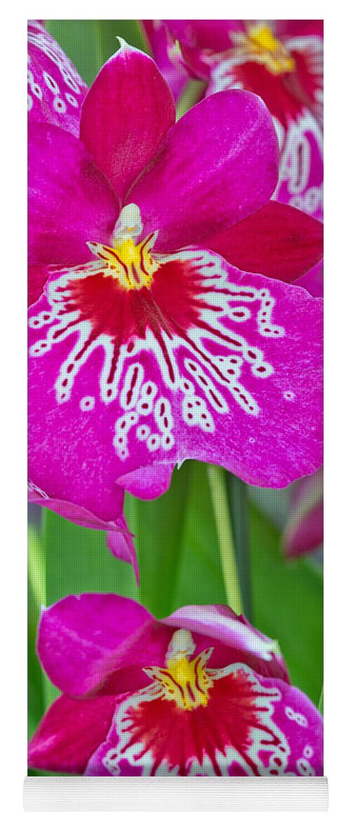 Bloom Yoga Mat featuring the photograph Orchid Flowers #1 by Michael Lustbader