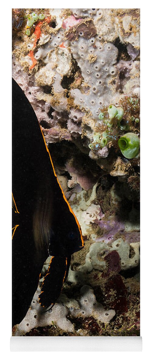 Pinnate Spadefish Yoga Mat featuring the photograph Pinnate Spadefish #1 by Andrew J. Martinez