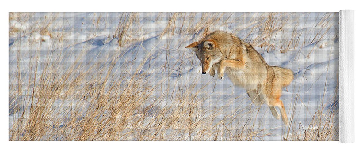 Coyote Yoga Mat featuring the photograph The High Jump by Jim Garrison