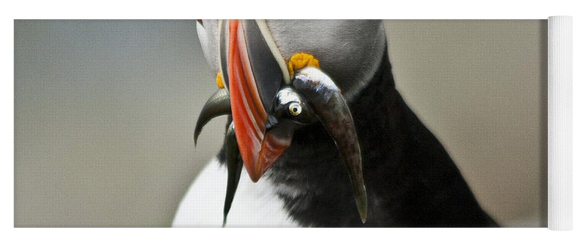 Bird Yoga Mat featuring the photograph Puffin with fish #3 by Heiko Koehrer-Wagner