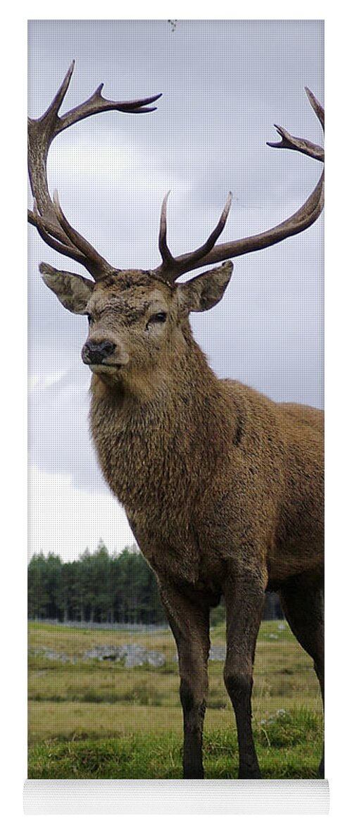 Red Deer Yoga Mat featuring the photograph Red Deer Stag by Phil Banks