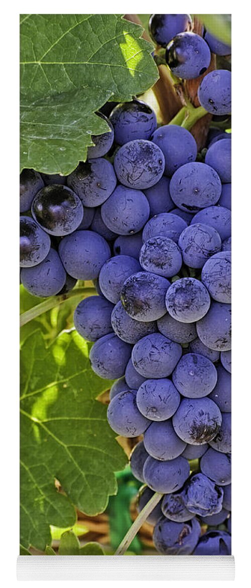 Colorado Wine Yoga Mat featuring the photograph Red Wine Grapes Hanging on the Vine #1 by Teri Virbickis