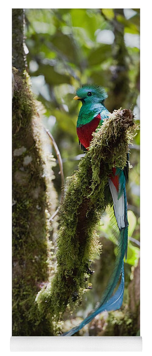 Feb0514 Yoga Mat featuring the photograph Resplendent Quetzal Male Costa Rica by Konrad Wothe