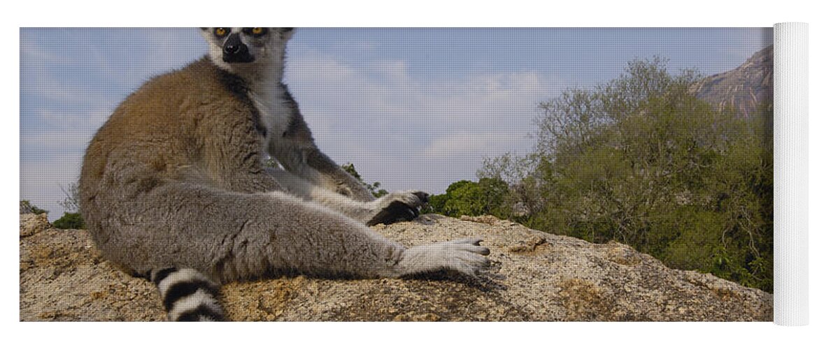 Feb0514 Yoga Mat featuring the photograph Ring-tailed Lemur Portrait Madagascar #1 by Pete Oxford