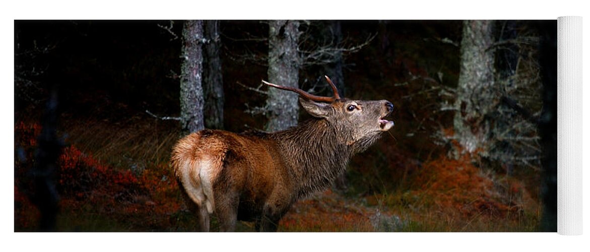 Roaring Stag Yoga Mat featuring the photograph Roaring stag #1 by Gavin Macrae