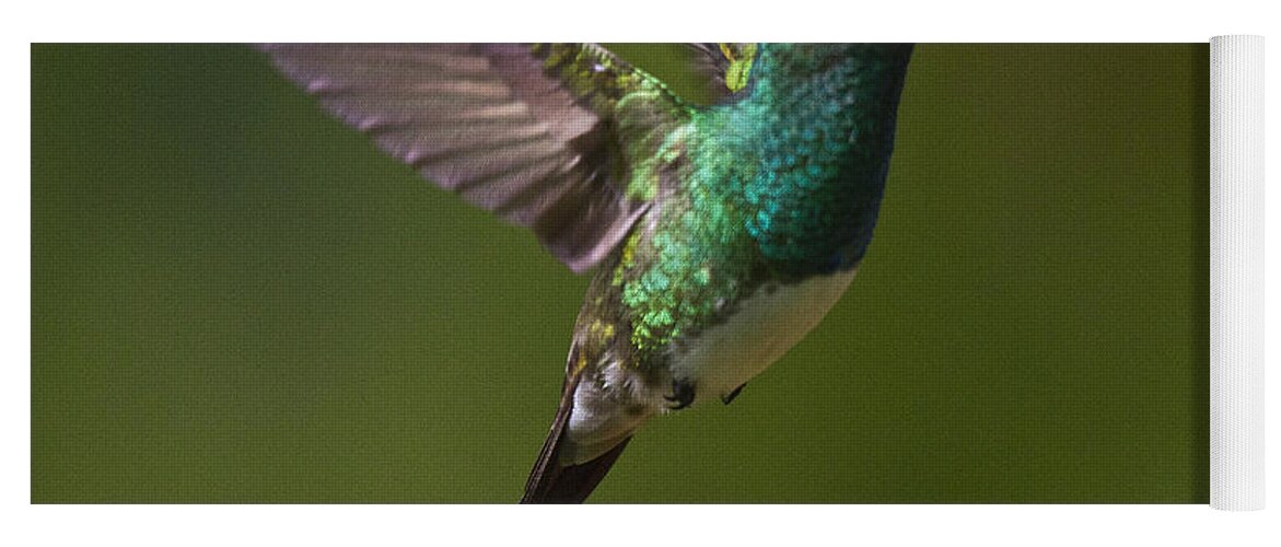 Bird Yoga Mat featuring the photograph Snowy-bellied Hummingbird by Heiko Koehrer-Wagner