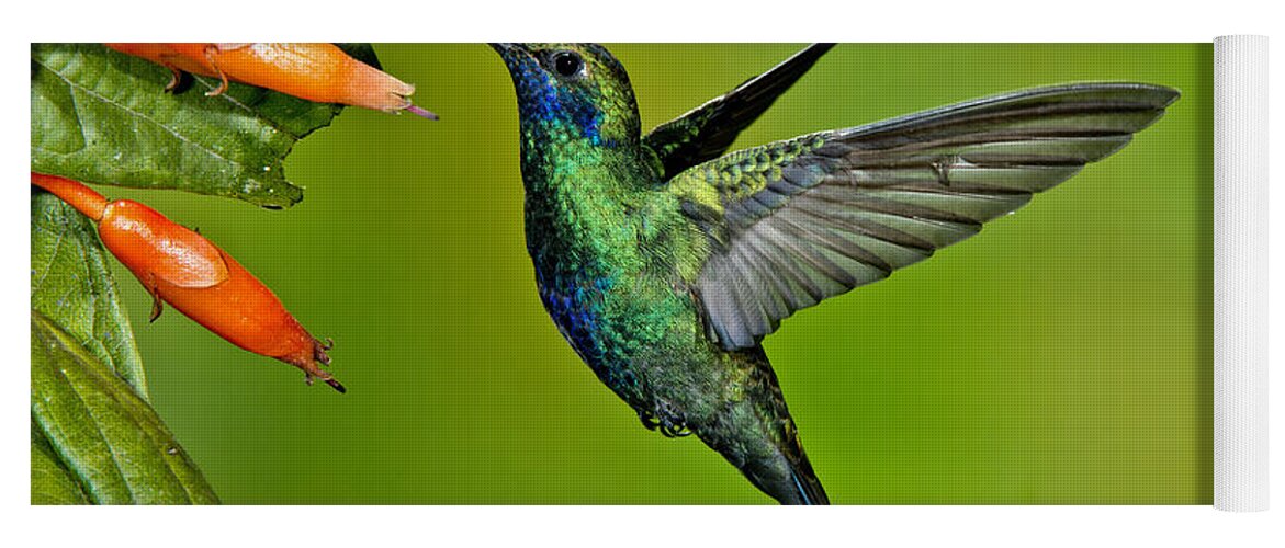 Sparkling Violetear Hummingbird #1 Yoga Mat by Anthony Mercieca