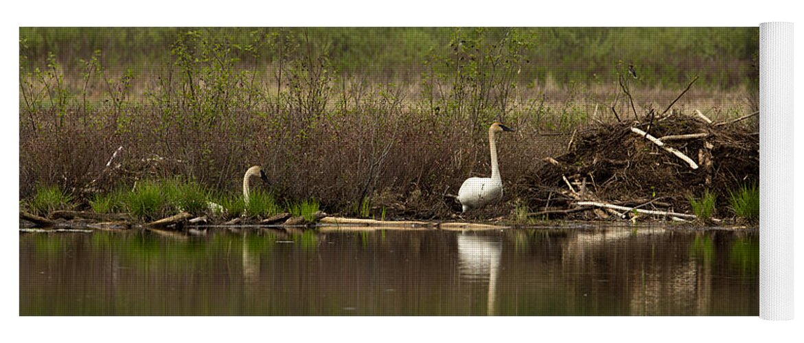 Anatidae Yoga Mat featuring the photograph Trumpeter Swans Cygnus Buccinator #1 by Linda Freshwaters Arndt