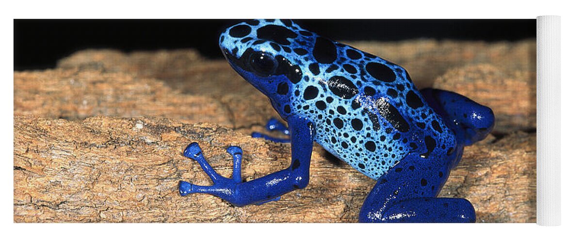 Feb0514 Yoga Mat featuring the photograph Very Tiny Blue Poison Dart Frog #1 by San Diego Zoo