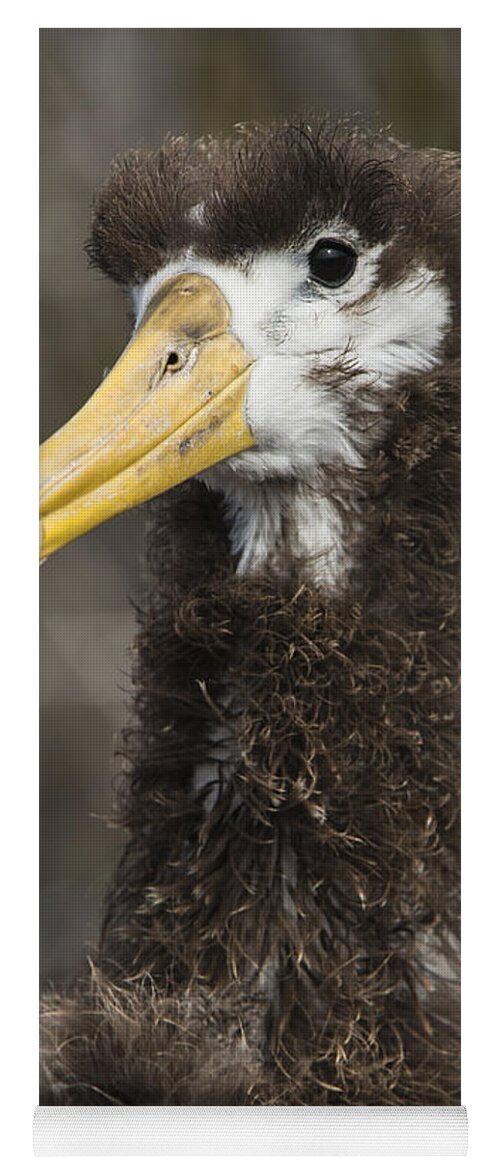Pete Oxford Yoga Mat featuring the photograph Waved Albatross Molting Juvenile #1 by Pete Oxford