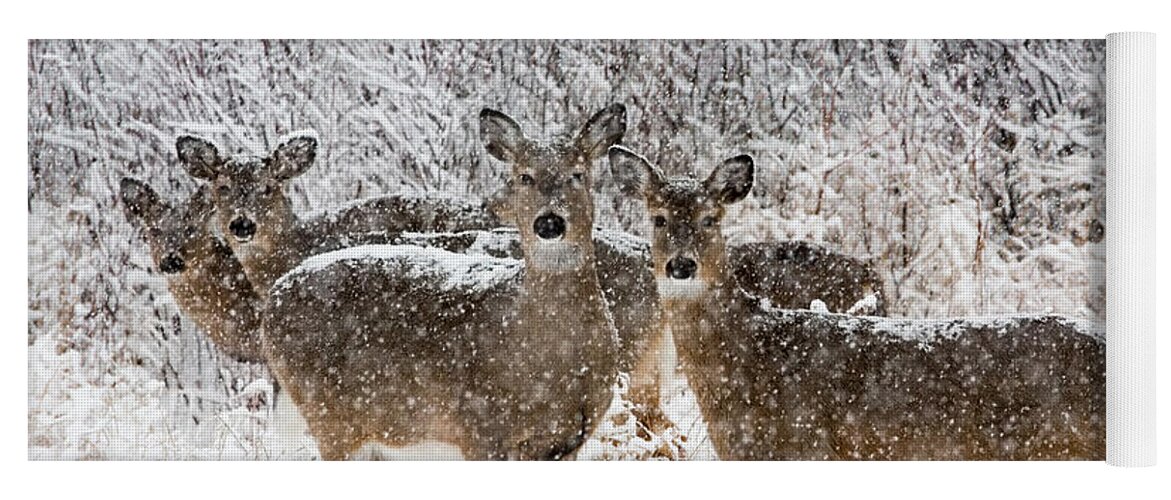Animalia Yoga Mat featuring the photograph White-tailed Deer #20 by Linda Freshwaters Arndt