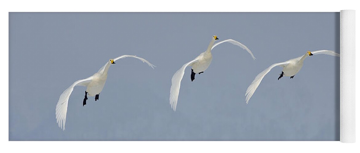 Cygnus Cygnus Yoga Mat featuring the photograph Whooper Swans #1 by John Shaw