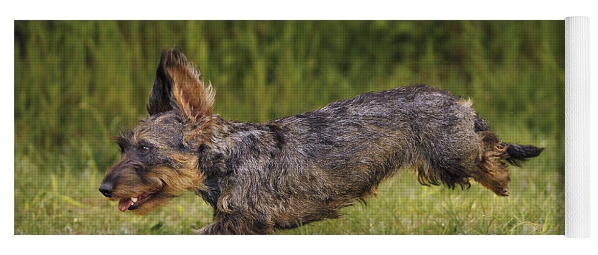 Dog Yoga Mat featuring the photograph Wirehaired Dachshund #1 by Jean-Michel Labat