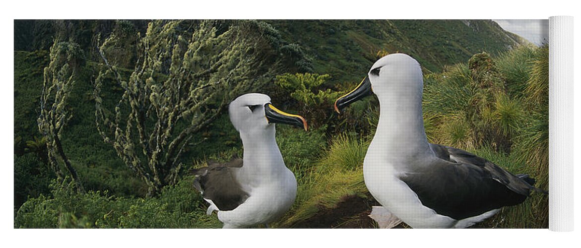 Feb0514 Yoga Mat featuring the photograph Yellow-nosed Albatrosses In Ferns #1 by Tui De Roy