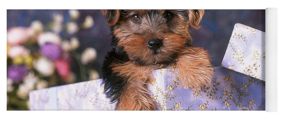 Animal Yoga Mat featuring the photograph Yorkshire Terrier Puppy by Alan and Sandy Carey