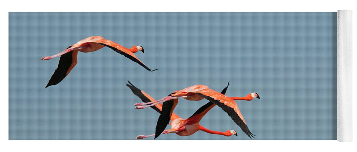 Mexico Yucatan Yoga Mat featuring the digital art Flamingos #10 by Carol Ailles