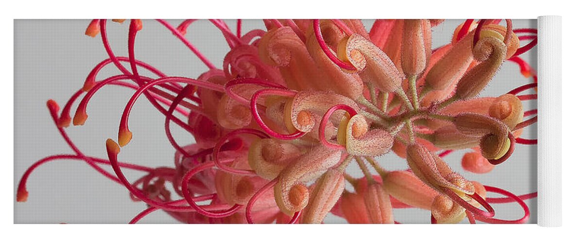 Grevillea Flower Yoga Mat featuring the photograph Grevillea flower #10 by Shirley Mitchell
