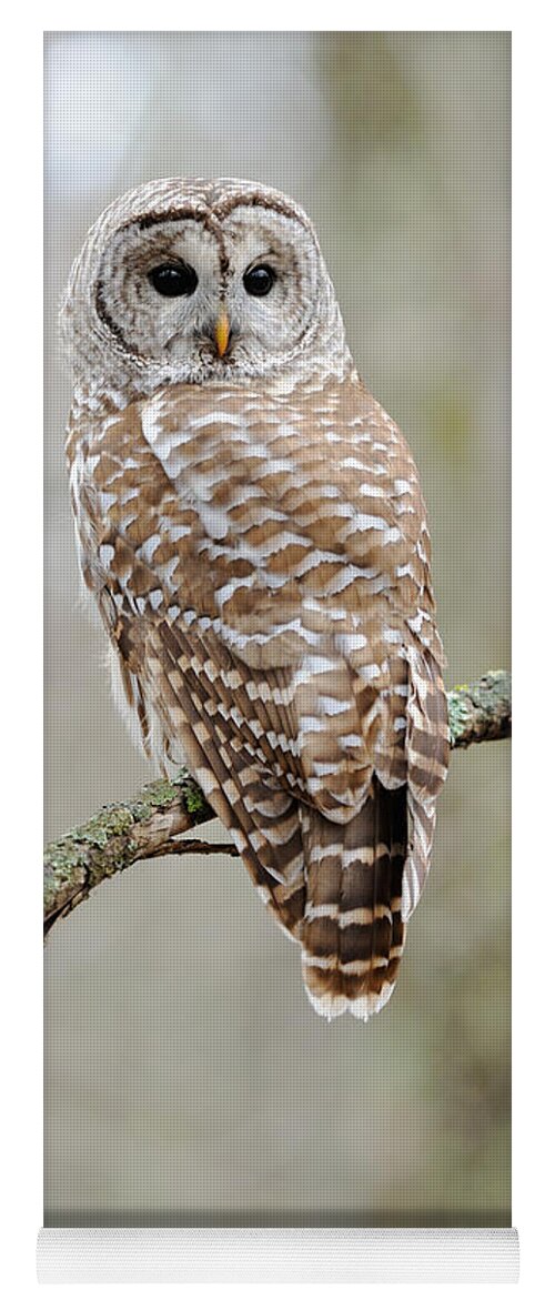 Barred Owl Yoga Mat featuring the photograph Barred Owl by Scott Linstead