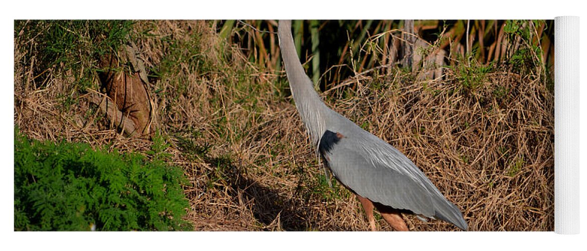 Yoga Mat featuring the photograph 11- Great Blue Heron by Joseph Keane