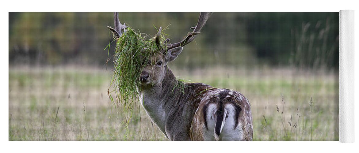 Fallow Deer Yoga Mat featuring the photograph 110221p138 by Arterra Picture Library