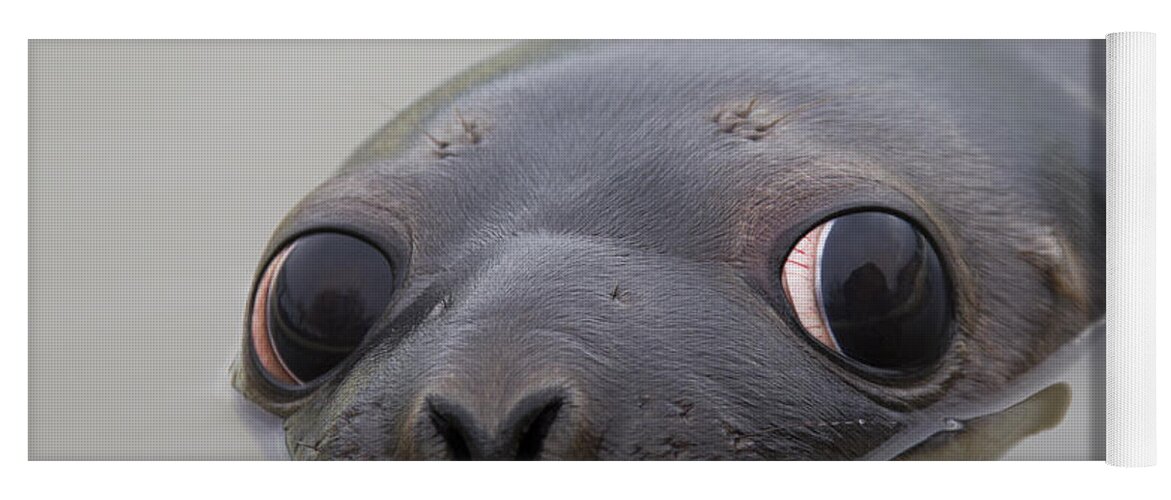 Hooded Seal Yoga Mat featuring the photograph 110714p127 by Arterra Picture Library