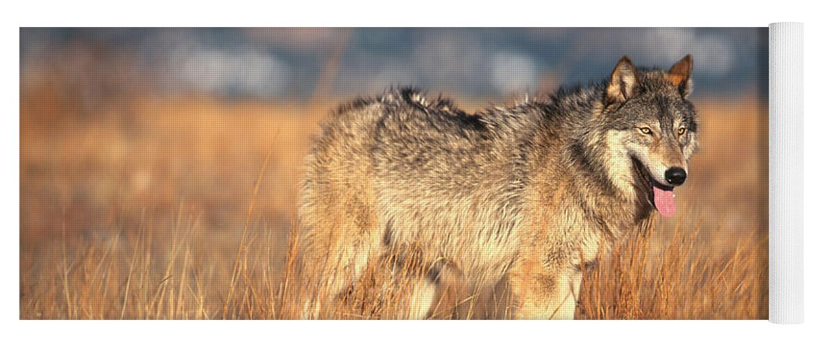 Gray Wolf Yoga Mat featuring the photograph Timber Wolf #12 by Hans Reinhard