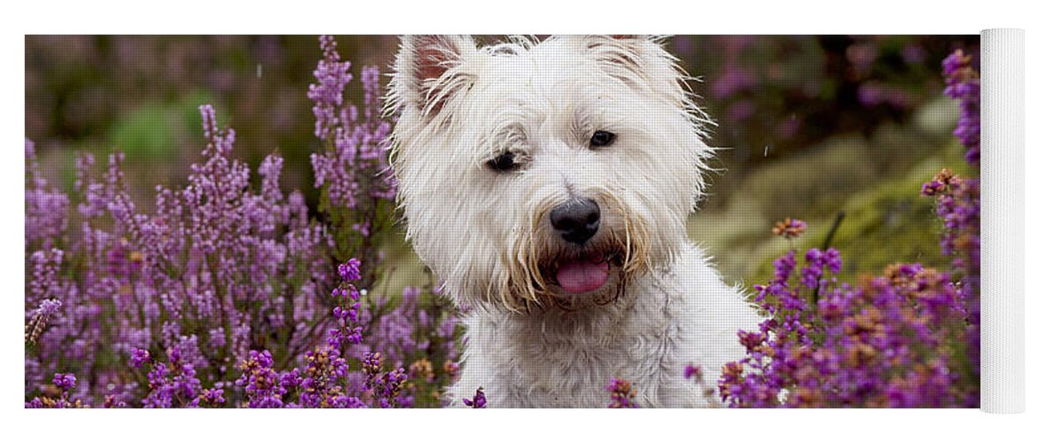 Dog Yoga Mat featuring the photograph West Highland White Terrier #12 by John Daniels