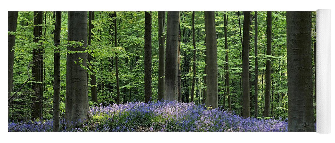 Bluebells Yoga Mat featuring the photograph 120206p191 by Arterra Picture Library