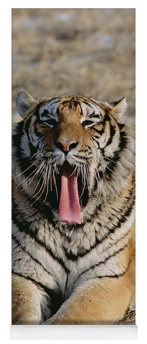 Mp Yoga Mat featuring the photograph Siberian Tiger Yawn by Konrad Wothe