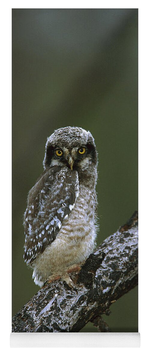 00220914 Yoga Mat featuring the photograph Northern Hawk Owl Chick by TomVezo