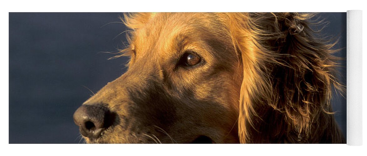 Nature Yoga Mat featuring the photograph Golden Retriever #18 by William H. Mullins