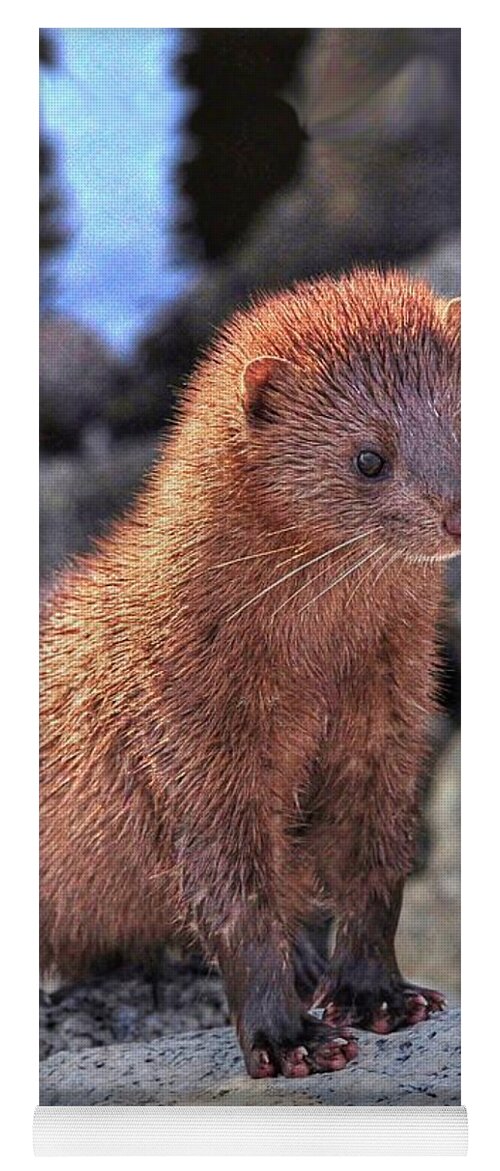 Mink Yoga Mat featuring the photograph An American Mink by Kathy Baccari