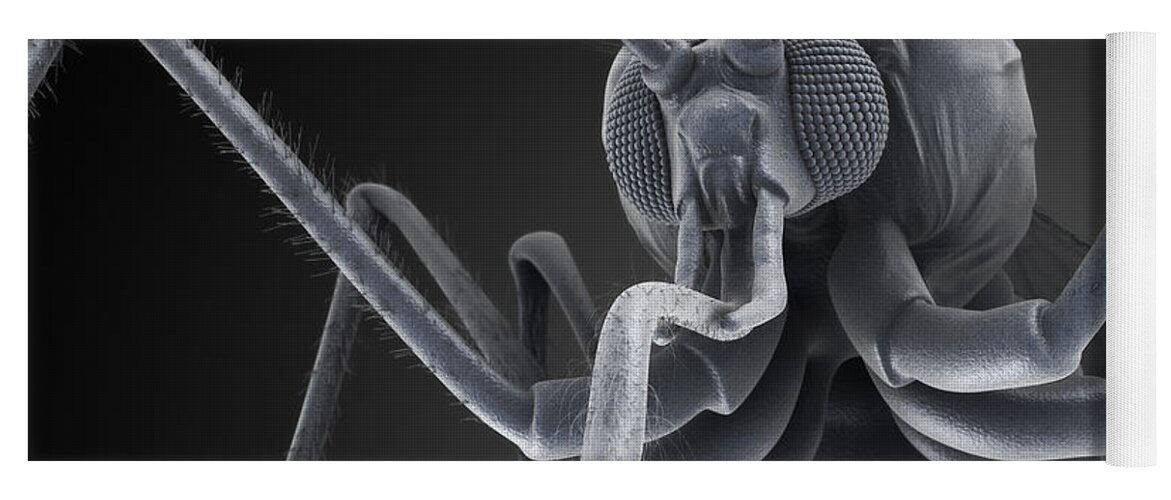 Grey Background Yoga Mat featuring the photograph Anopheles Mosquito #2 by Science Picture Co