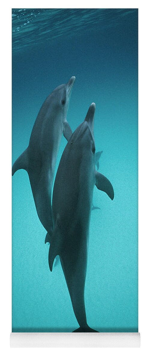 Feb0514 Yoga Mat featuring the photograph Atlantic Spotted Dolphin Pair Bahamas by Flip Nicklin