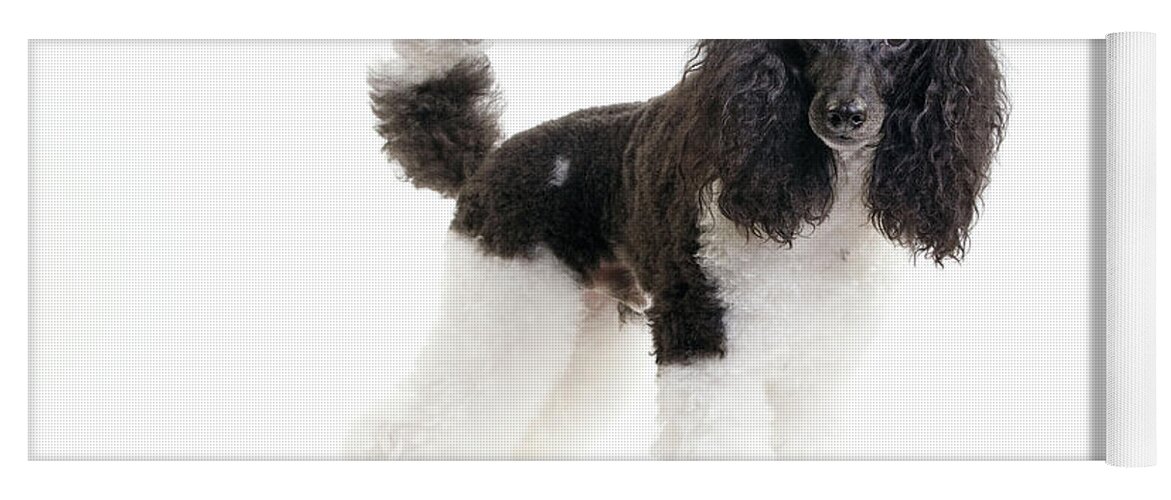 Poodle Yoga Mat featuring the photograph Black And White Poodle #2 by Jean-Michel Labat