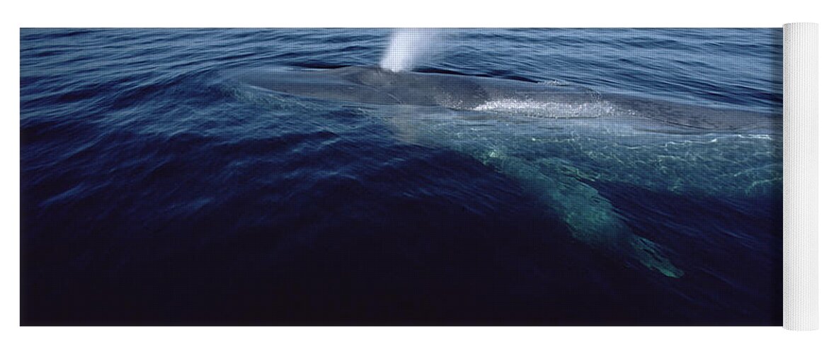 Feb0514 Yoga Mat featuring the photograph Blue Whale Spouting Sea Of Cortez Mexico #2 by Flip Nicklin