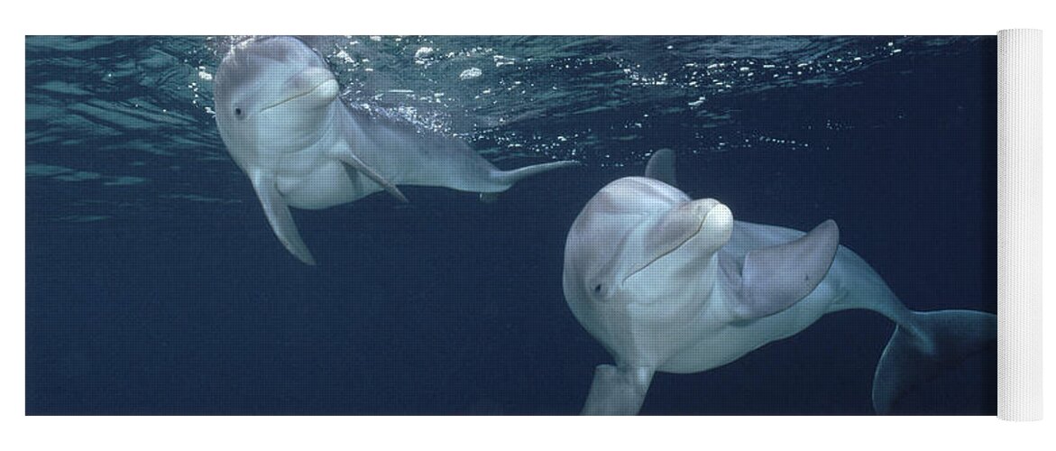 Feb0514 Yoga Mat featuring the photograph Bottlenose Dolphin Pair Hawaii #2 by Flip Nicklin