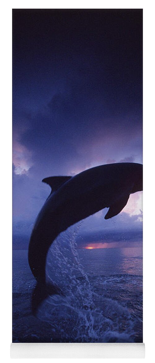 Animal Yoga Mat featuring the photograph Bottlenose Dolphins #2 by F. Stuart Westmorland