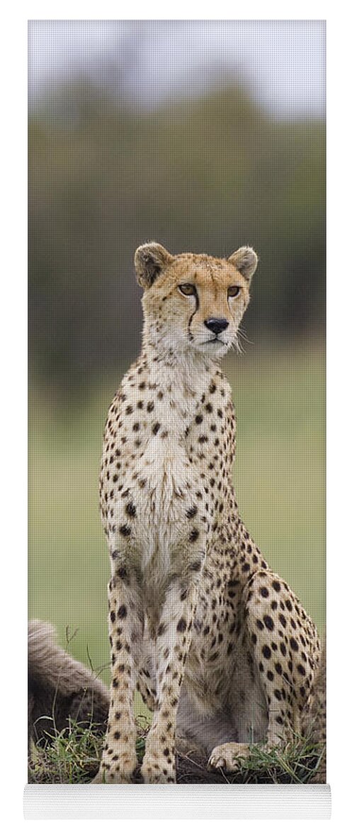 Mp Yoga Mat featuring the photograph Cheetah Mother And Cubs Maasai Mara #2 by Suzi Eszterhas