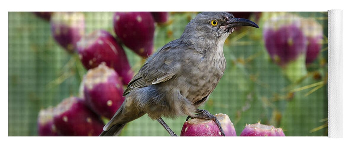 Curve Billed Thrasher Yoga Mat featuring the photograph Curve Billed Thrasher #2 by Saija Lehtonen