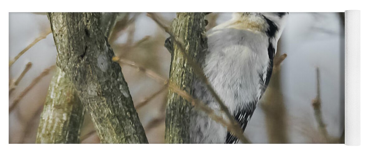Woodpecker Yoga Mat featuring the photograph Downy Woodpecker #3 by Holden The Moment