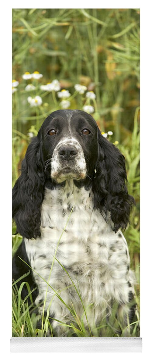 Dog Yoga Mat featuring the photograph English Springer Spaniel #2 by Jean-Michel Labat