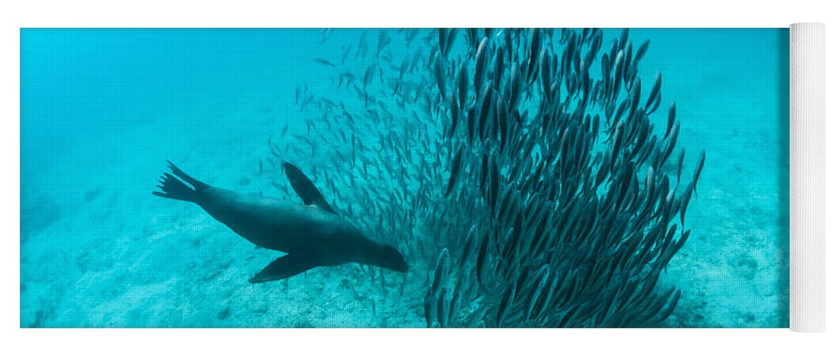 Tui De Roy Yoga Mat featuring the photograph Galapagos Sea Lion Hunting Fish Rabida #2 by Tui De Roy