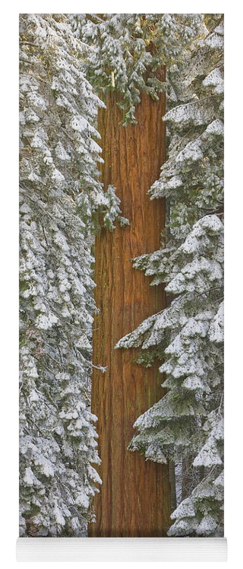 00431217 Yoga Mat featuring the photograph Giant Sequoias And Snow by Yva Momatiuk John Eastcott