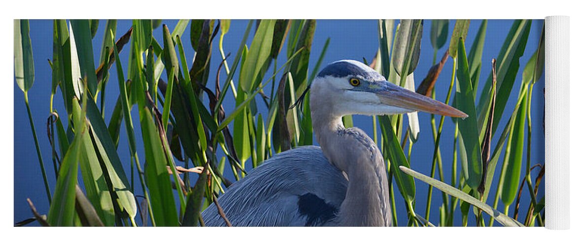 Great Blue Heron Yoga Mat featuring the photograph 2- Great Blue Heron by Joseph Keane