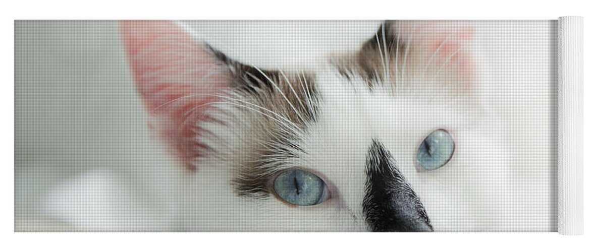Domestic Cat Yoga Mat featuring the photograph Hamish by Theresa Tahara